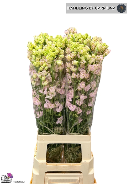 <h4>DELPH EN M SUG PINK</h4>