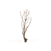 Syringa Branch Extra Landini
