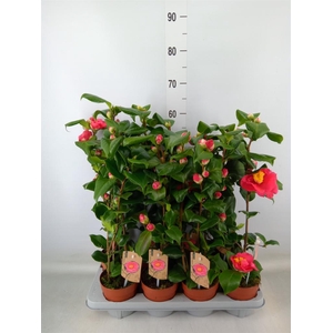 Camellia japonica 'Dr King'