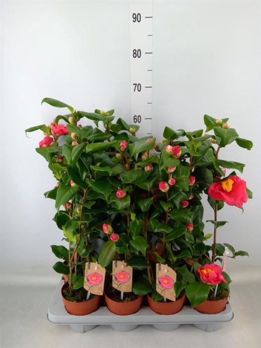 <h4>Camellia japonica 'Dr King'</h4>