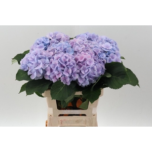 Hydr M Ch Verena Bl Pastel