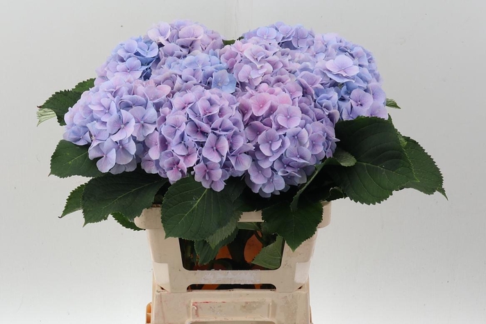 <h4>Hydr M Ch Verena Bl Pastel</h4>