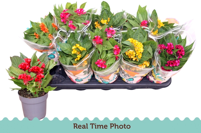 <h4>CEL CR TWIST GEM</h4>