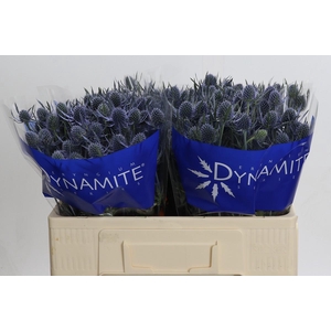 Eryngium Blue Dynamite