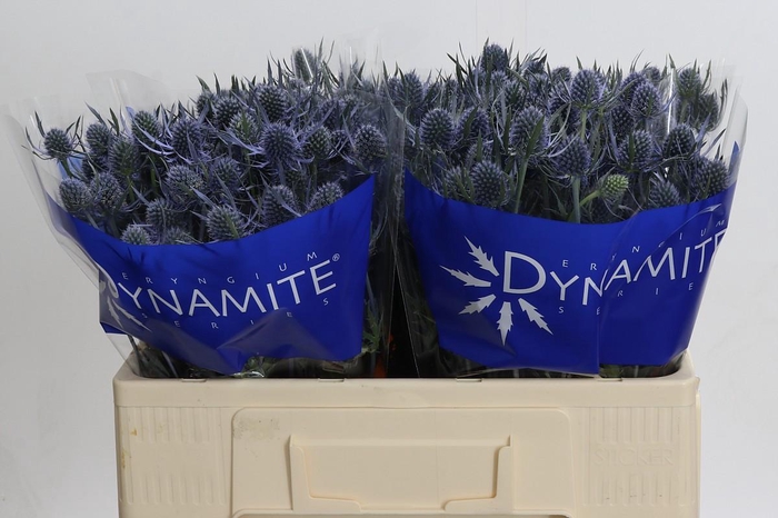 <h4>Eryngium Blue Dynamite</h4>
