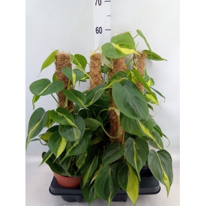 Philodendron scand. 'Brasil'