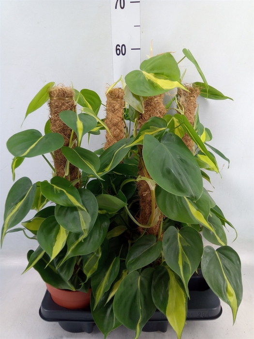 <h4>Philodendron scand. 'Brasil'</h4>