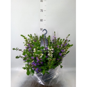 Scaevola aemula