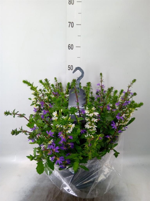 <h4>Scaevola aemula</h4>