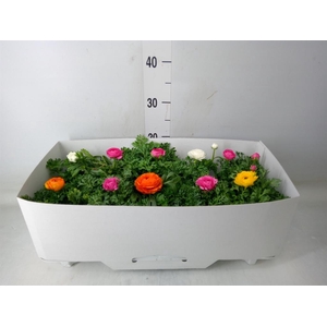 Ranunculus  'Sprinkles'