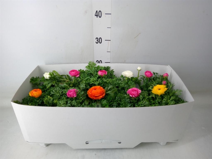 <h4>Ranunculus  'Sprinkles'</h4>