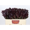 Leucadendron Saf Sunset Dark R.
