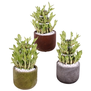 Lucky Bamboo Shape Round 3S Ø11cm Ceramic NT467