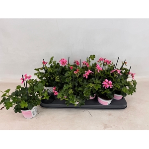 PEL PELT BALKON ROSE