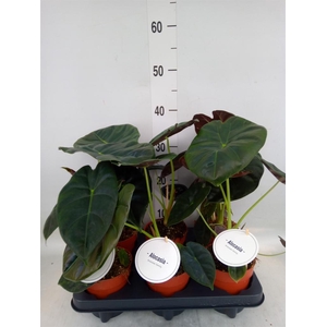 Alocasia   ...