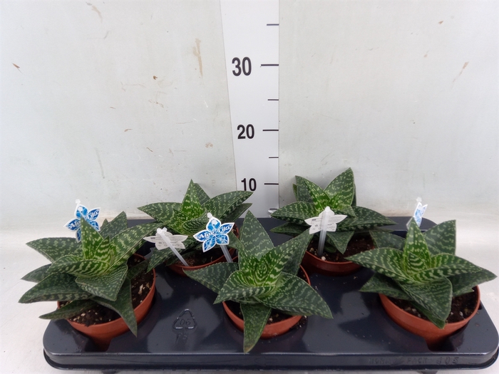 <h4>xGasteraloe  'Tiki Zilla'</h4>