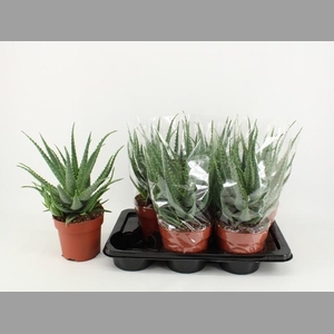 ALOE ARBORESCENS