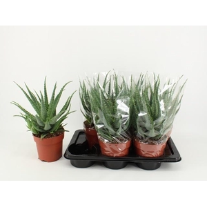 Aloe Arborescens (Cites) 17Ø 40cm