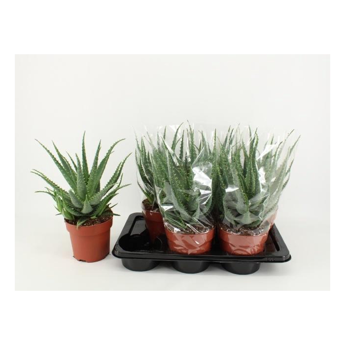 <h4>Aloe Arborescens (Cites) 17Ø 40cm</h4>