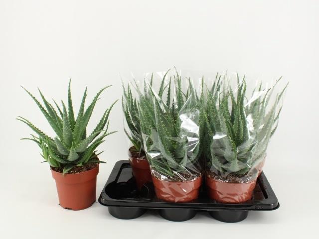 <h4>ALOE ARBORESCENS</h4>