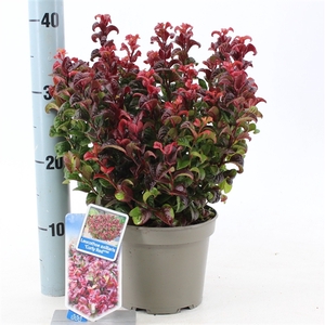 Leucothoe axillaris ‘Curly Red’ PBR