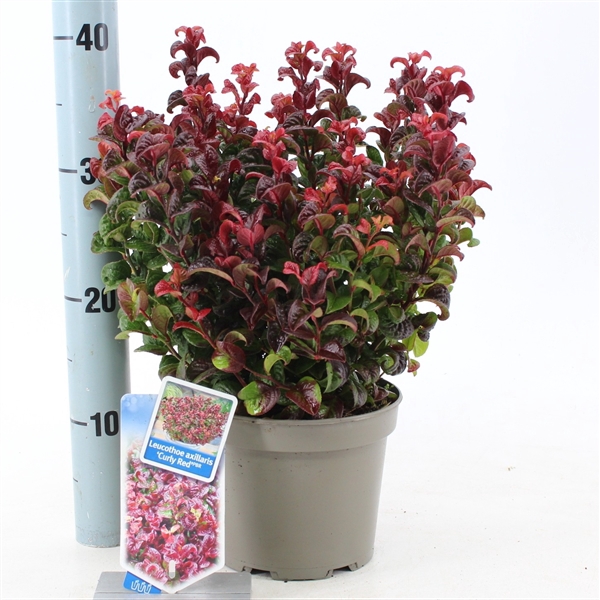 <h4>Leucothoe axillaris ‘Curly Red’ PBR</h4>