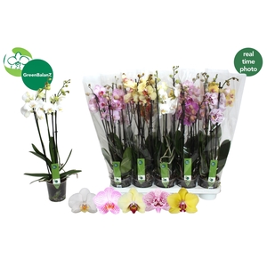 PHAL GEM 5 KL