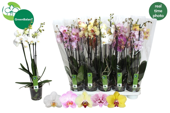 <h4>PHAL GEM 5 KL</h4>