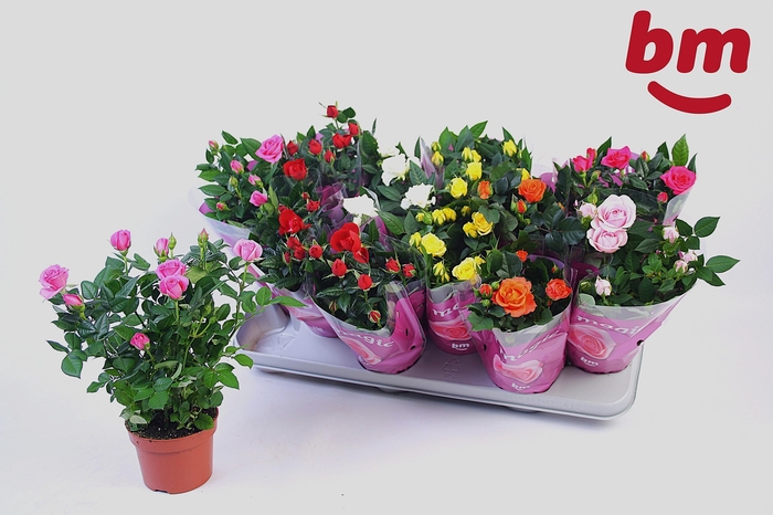 <h4>RO B MONDE GEM 7 SRT</h4>