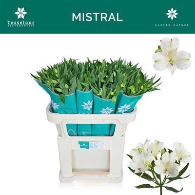 <h4>ALSTR MISTRAL WIT</h4>