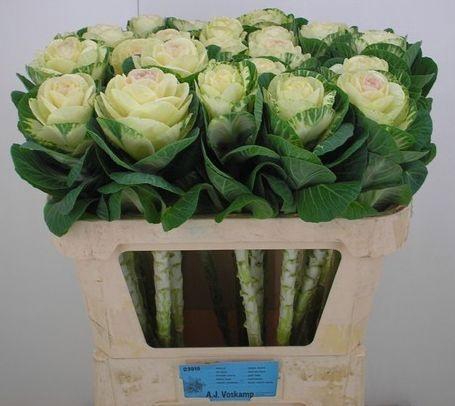 <h4>BRASS WHITE CRANE</h4>