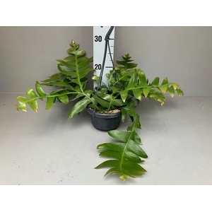 Epiphyllum chrysocardium