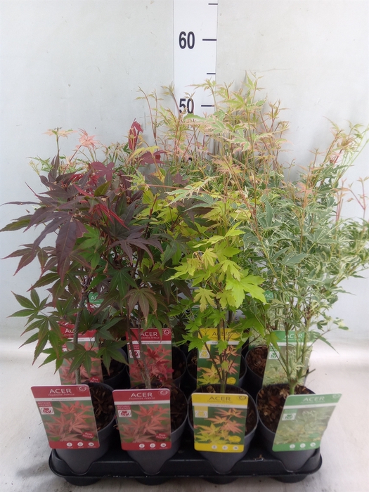 <h4>Acer palmatum</h4>