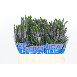 Veron Smart June Milka