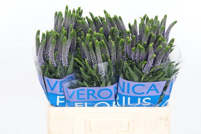 <h4>Veron Smart June Milka</h4>