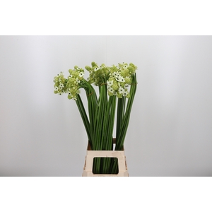 Ornithogalum Saundersiae