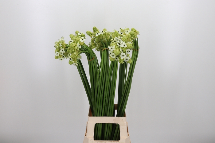 <h4>Ornithogalum Saundersiae</h4>