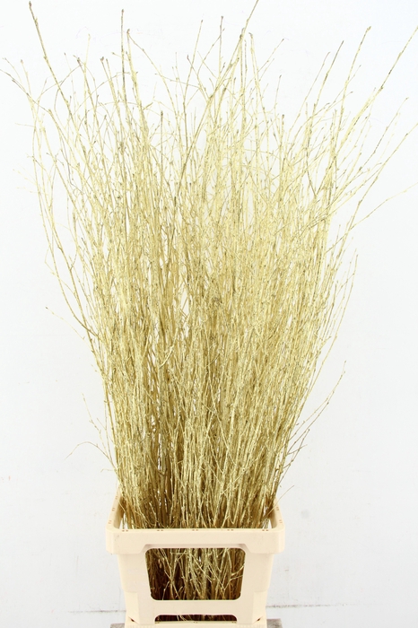 <h4>Betula Bs Paint Gold FST</h4>