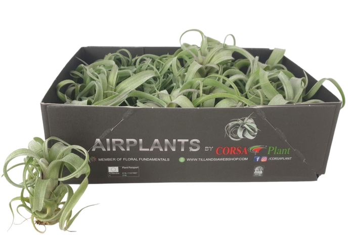 <h4>Tillandsia</h4>