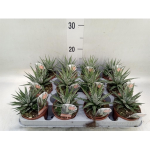 Haworthia fasciata 'Big Band'