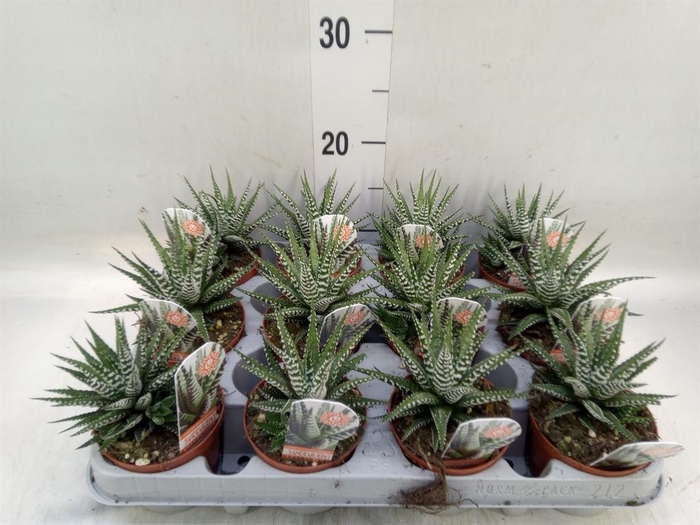 <h4>Haworthia fasciata 'Big Band'</h4>