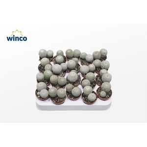 Mammillaria Microthele Superfina (group)