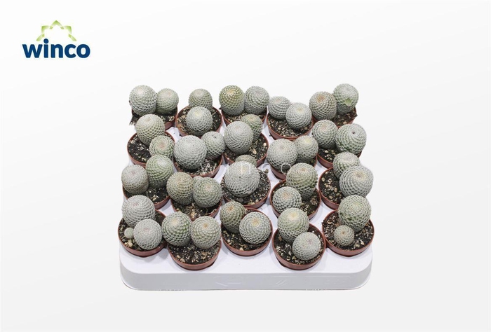 <h4>Mammillaria Microthele Superfina (group)</h4>