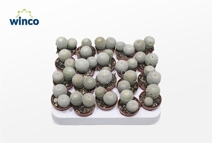 <h4>Mammillaria Microthele Superfina (group)</h4>