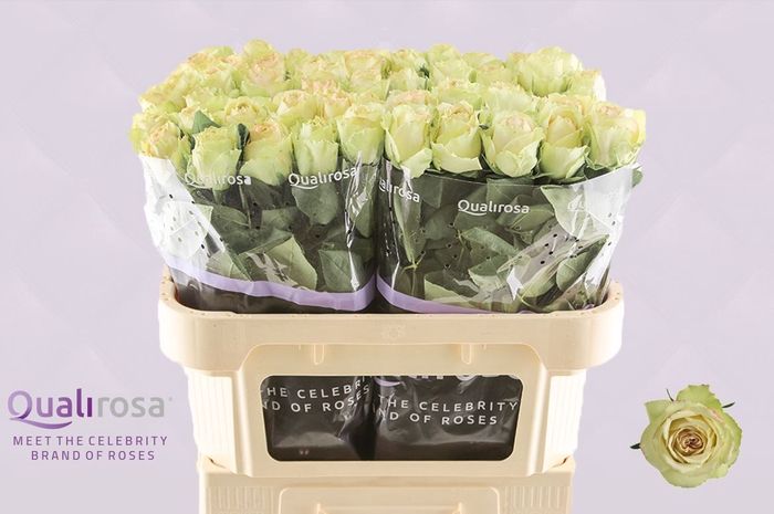 <h4>R Gr Hypnose</h4>