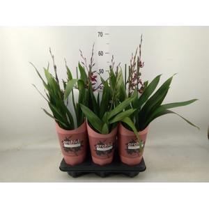 xBurrageara  'Barrocco Red'