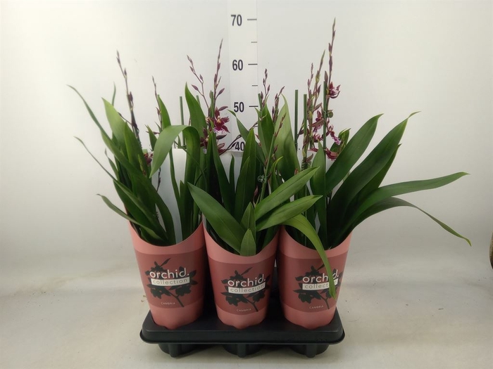 <h4>xBurrageara  'Barrocco Red'</h4>