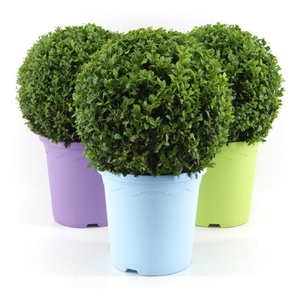 Buxus semp. Ball Ø30cm P23 in Pot Colour