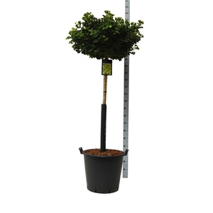 Ginkgo biloba 'Mariken'