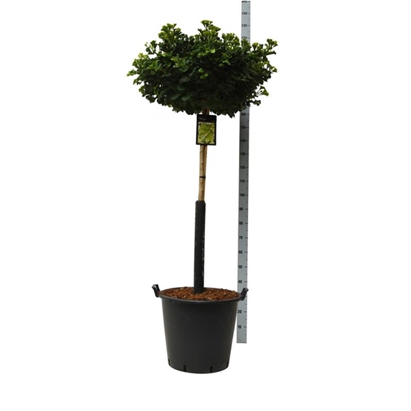 <h4>Ginkgo biloba 'Mariken'</h4>